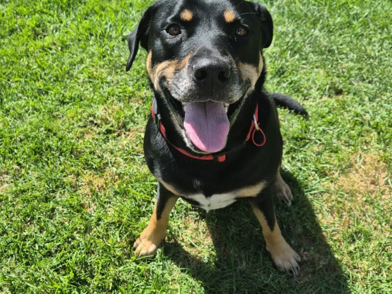 Caring reliable care for your pets while you are away