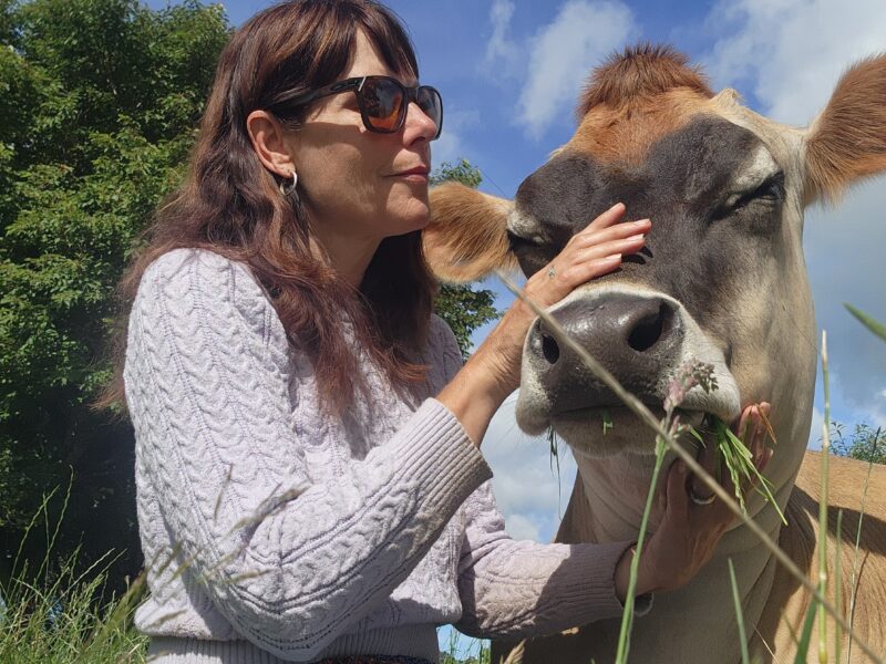 Cow connection and massage therapy