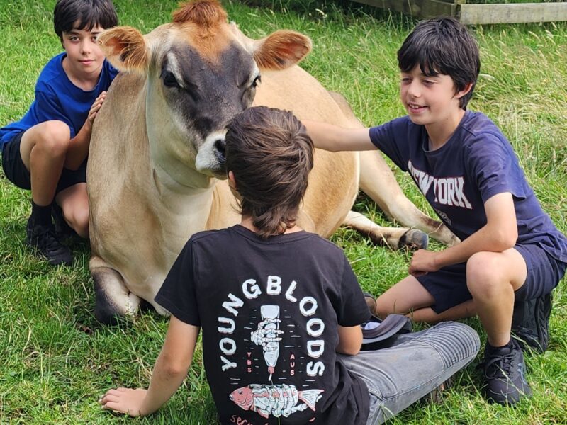 Cow connection and massage therapy