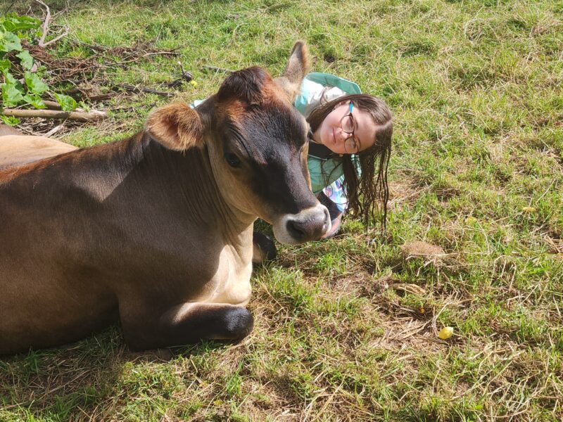 Cow connection and massage therapy
