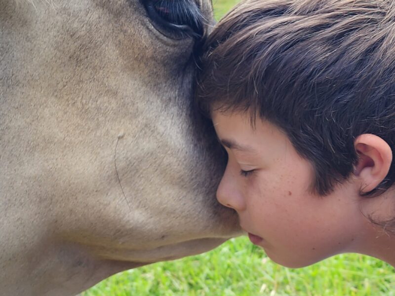 Cow connection and massage therapy